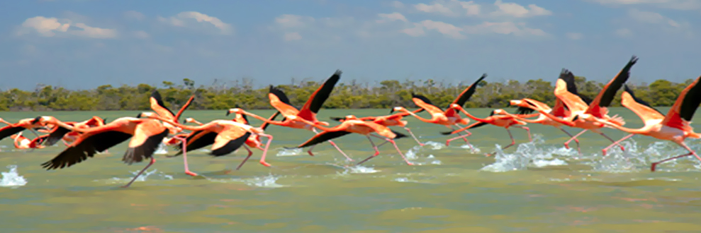RUTA PUERTO MAYA EN YUCATÁN